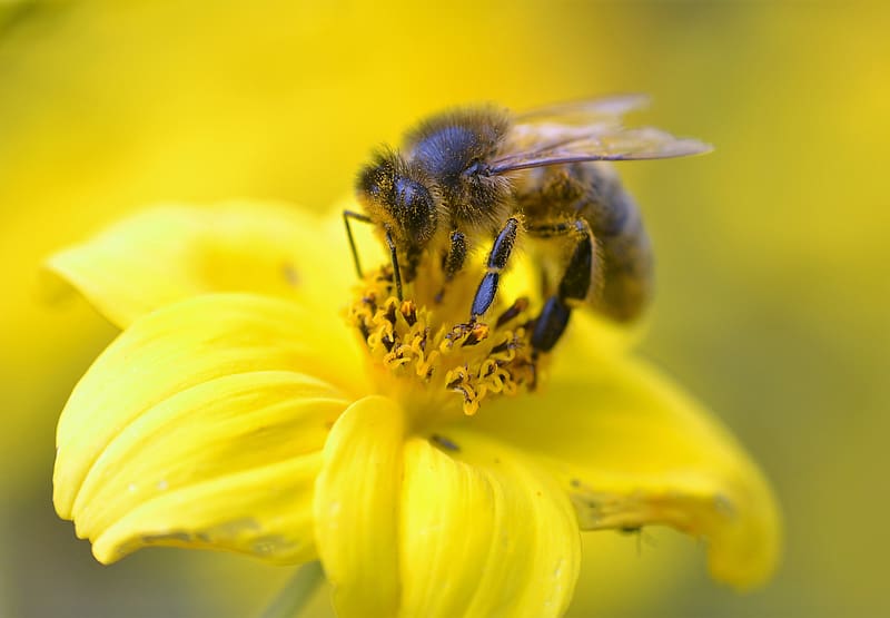 bee, pollen, flower, yellow, macro, HD wallpaper