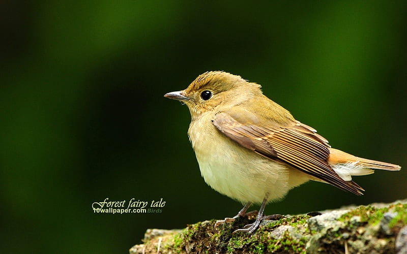 forest bird-lovely spring bird, HD wallpaper