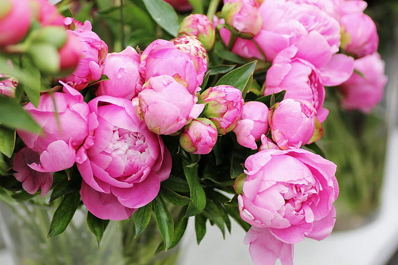 Peony Photos Download The BEST Free Peony Stock Photos  HD Images