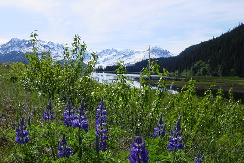 Alaska Mountains and Lupines, Lupines, Alaska, Kenai, Turnagin Arm, HD wallpaper