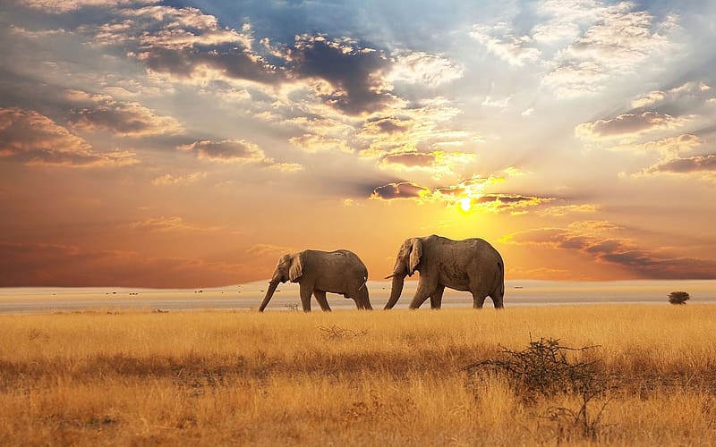 Elephants, Animal, Africa, Savannah, African Bush Elephant, HD wallpaper