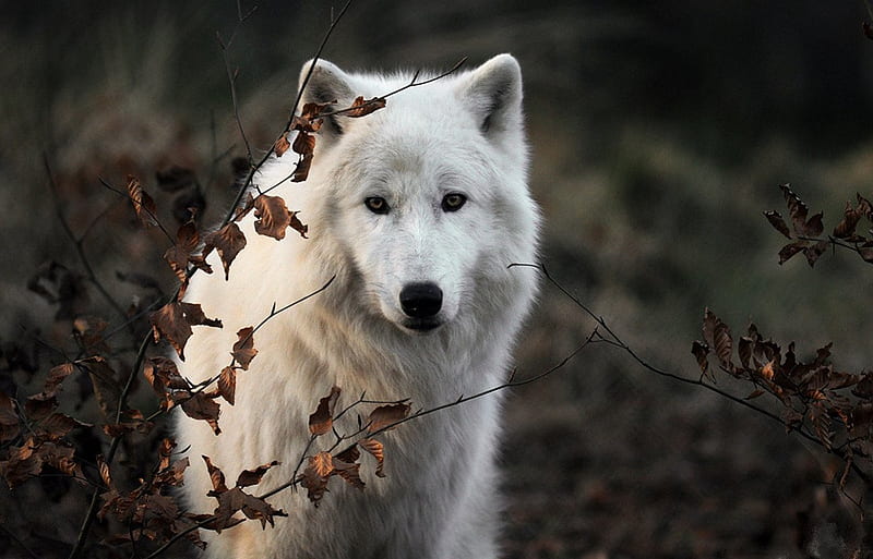 polar wolf, vigilant, bonito, wolf, white, HD wallpaper