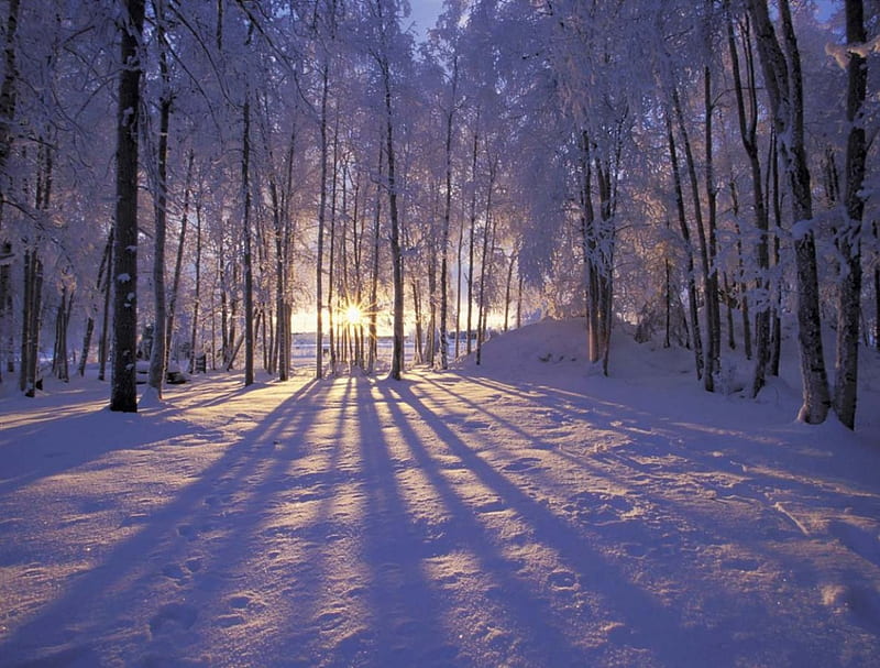 Winter Shadows, forest, sun, shade, trees, winter, cold, leaves, snow, day, nature, morning, white, frozen, HD wallpaper