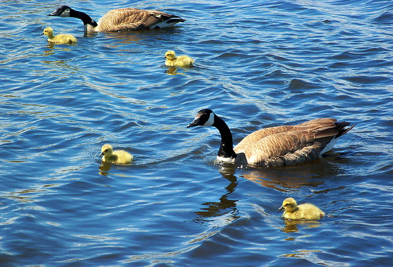 Canada Geese, geese, water, group, goslings, HD wallpaper