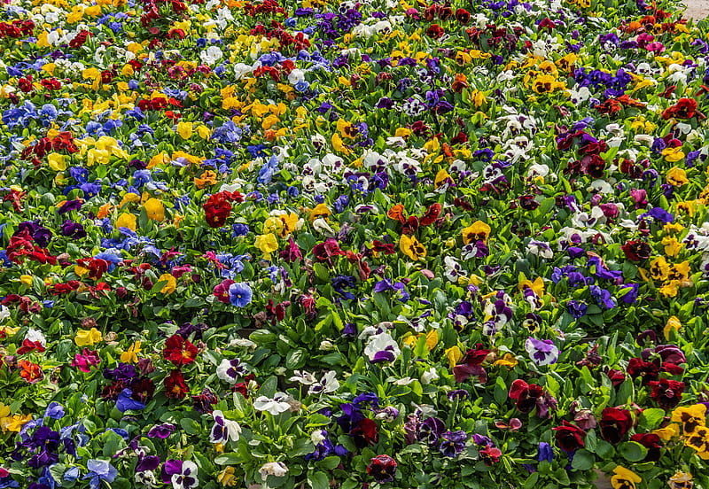 Flowers, Pansy, Colorful, Colors, Flower, HD wallpaper