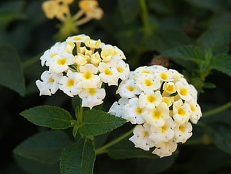 HD lantana wallpapers | Peakpx