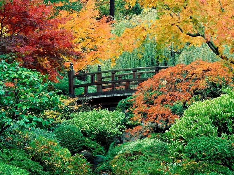Japanese Garden, pond, autum maples, bridge, weeping willows, HD wallpaper