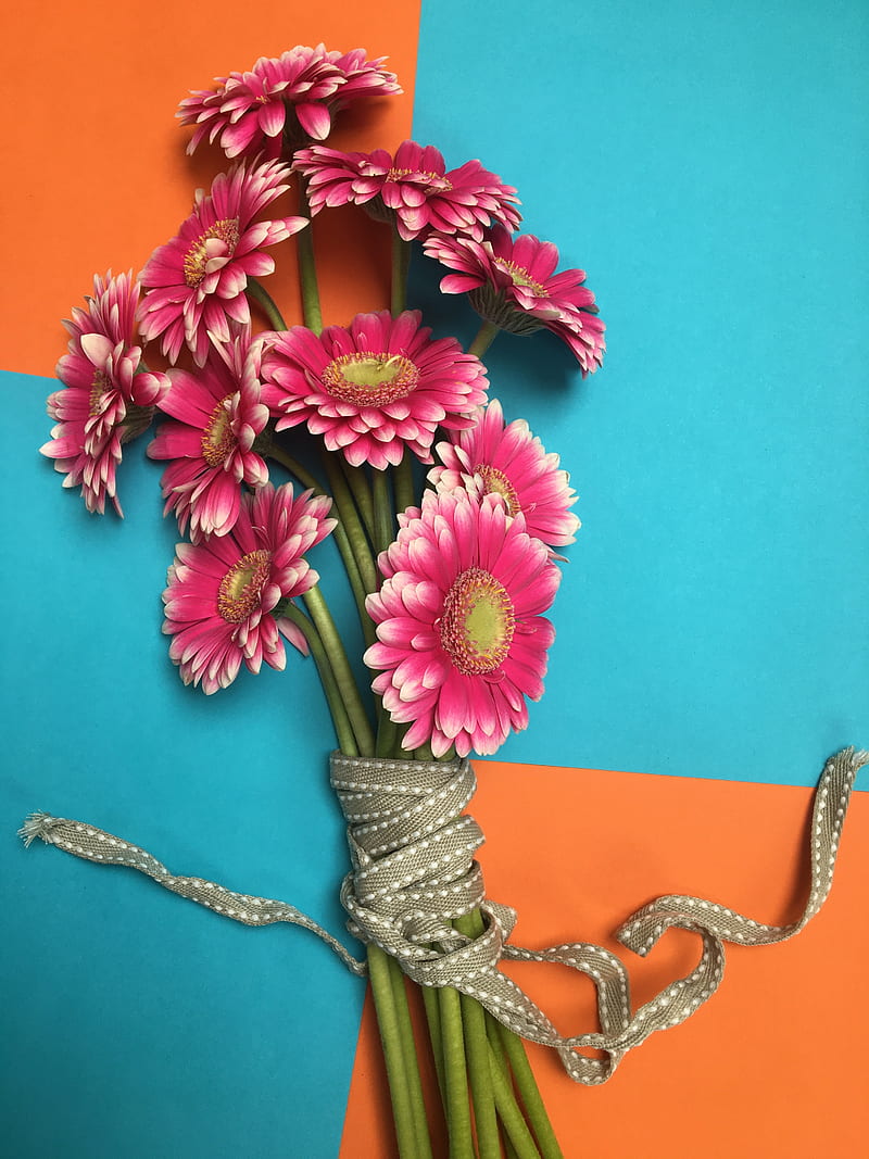 gerbera, flowers, bouquet, petals, HD phone wallpaper