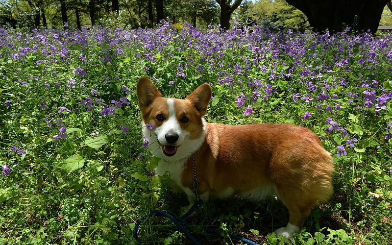 Pembroke Welsh Corgi, flowers, pembroke, animal, dog, HD wallpaper