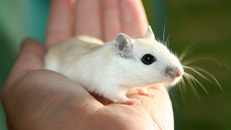 Pets4Company. Gerbils: What is the scent or marking gland?, HD wallpaper
