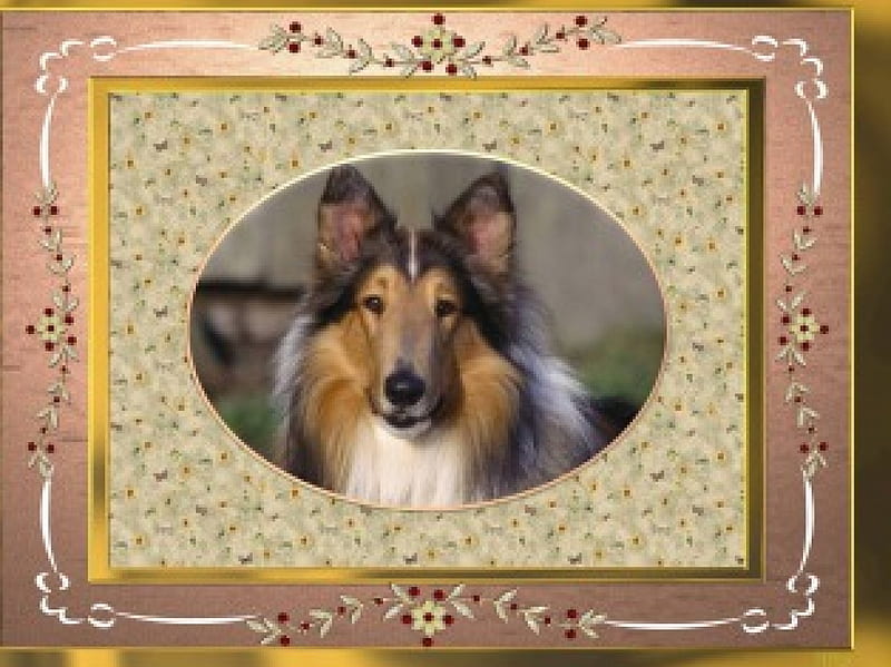 PEEPING IN TO SAY HELLO., collie, gold, framed, portrait, HD wallpaper