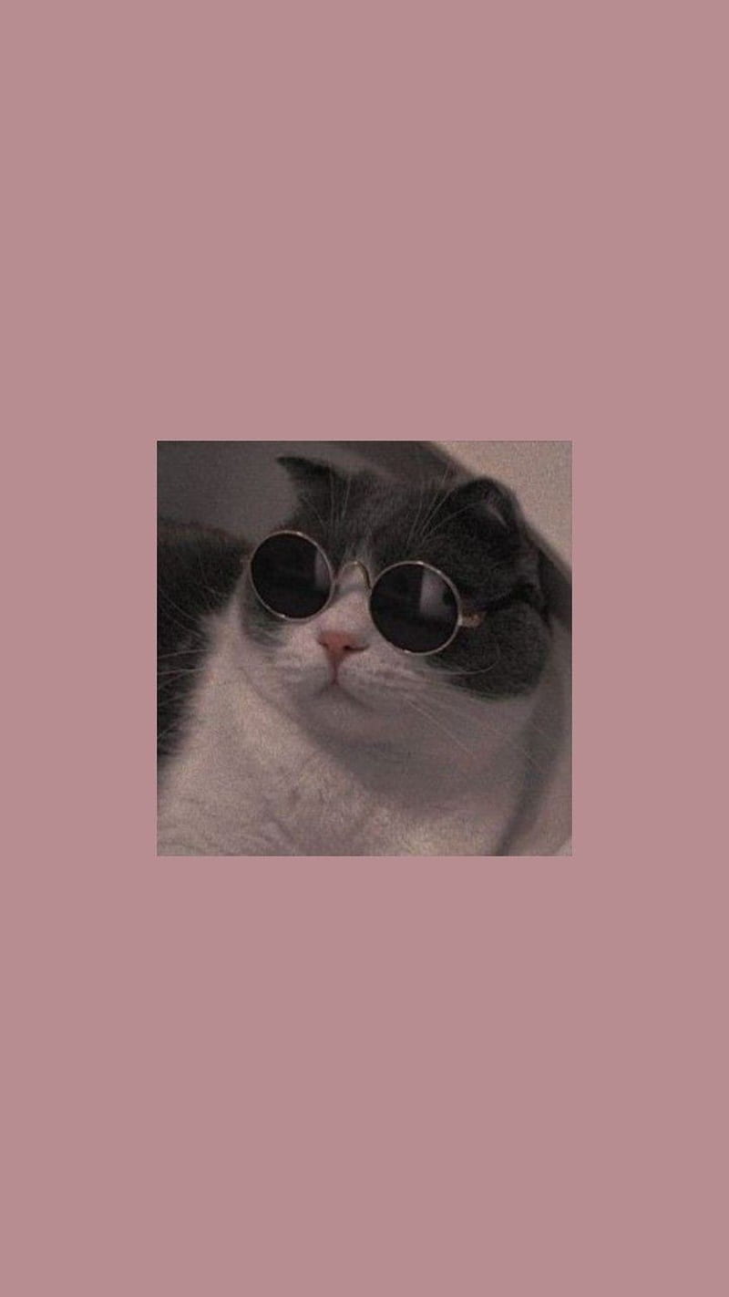 Cat , cats, cute, fancy, funny, glasses, HD phone wallpaper