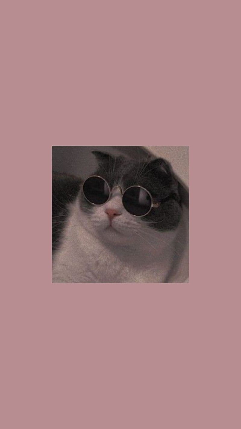 Download Glasses Cute Cat Pfp Wallpaper