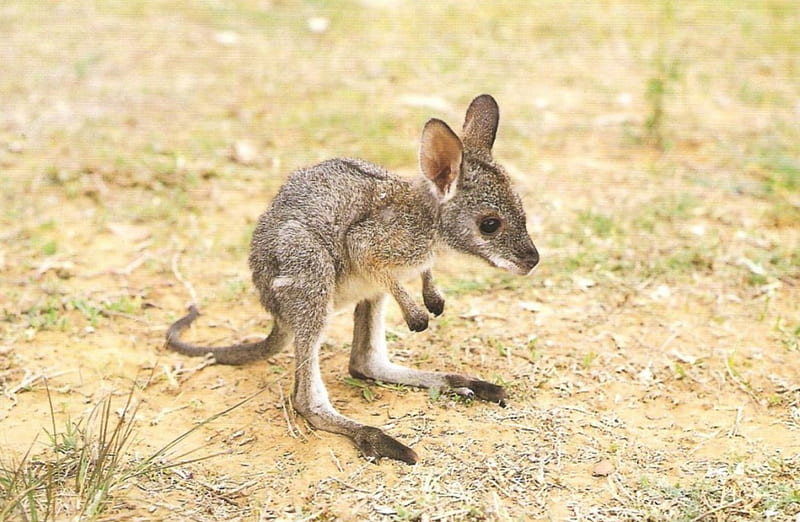 cutest baby kangaroo