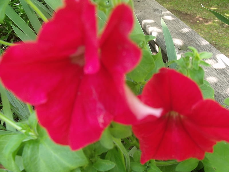 Red petunias, flower, beauty, red, garden, HD wallpaper | Peakpx