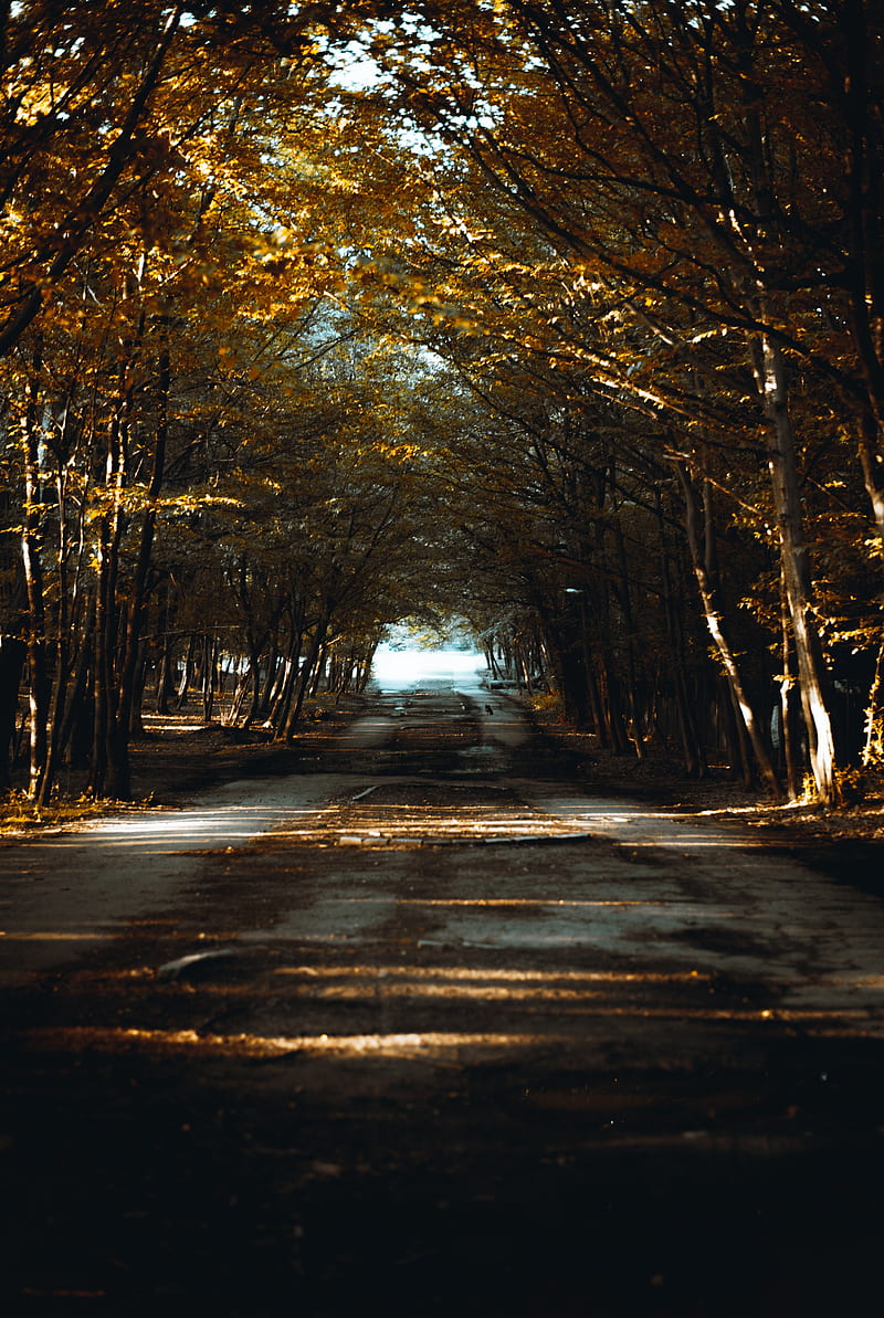 road, alley, trees, rays, HD phone wallpaper