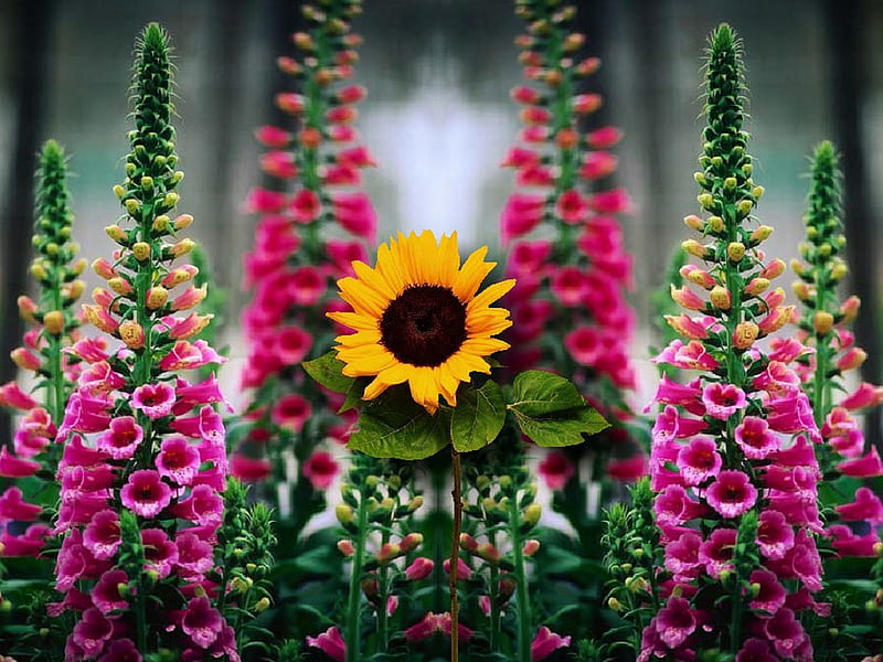 Foxglove n Sunflower. jpg, flowers, nature, tender, gentle, HD wallpaper