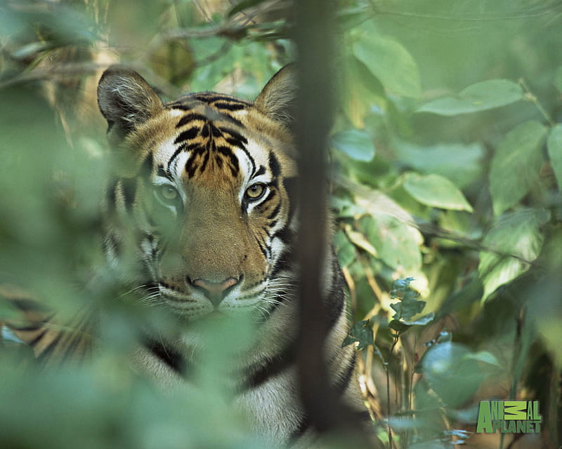 A tiger lying in wait, tigers, tiger, mammals, cats, animals, HD wallpaper