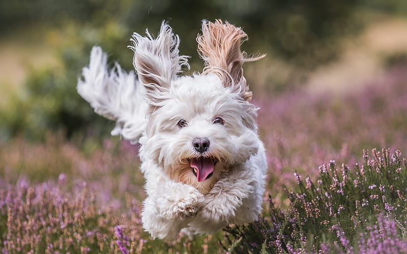 Maltese Dog, running dog, white dog, bokeh, cute animals, pets, dogs, Maltese, HD wallpaper