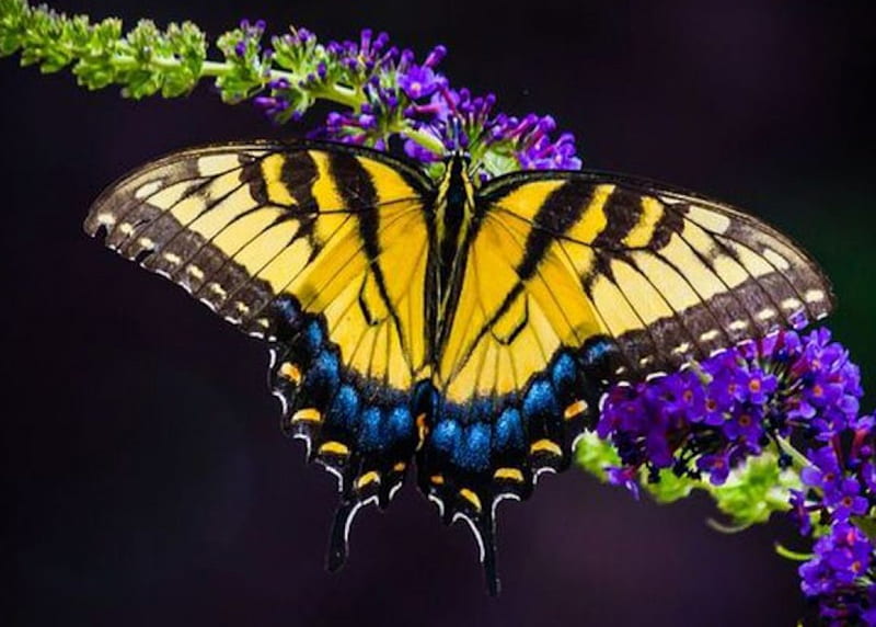 Tiger Swallowtail Butterfly, butterfly, swallowtail, flowers, insects, animal, HD wallpaper
