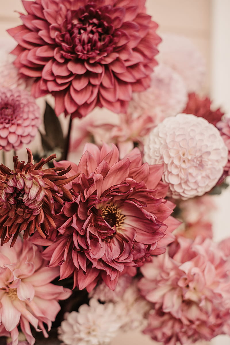 dahlias, flowers, bouquet, pink, HD phone wallpaper