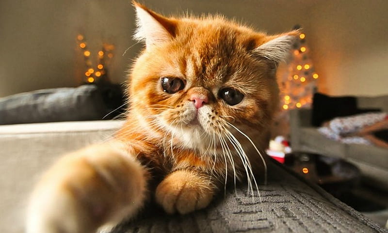 Cat, craciun, orange, christmas, ginger, paw, lights, animal, cute 