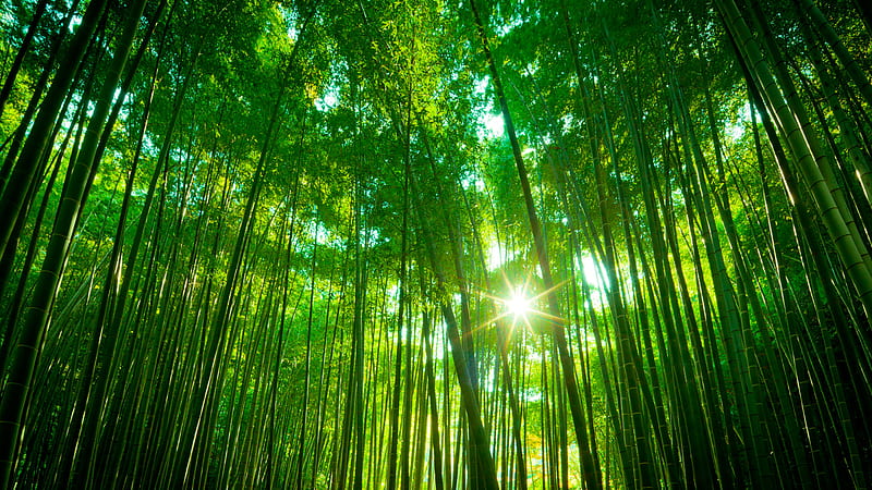 Chinese Bamboo Trees Forest Forest, HD wallpaper