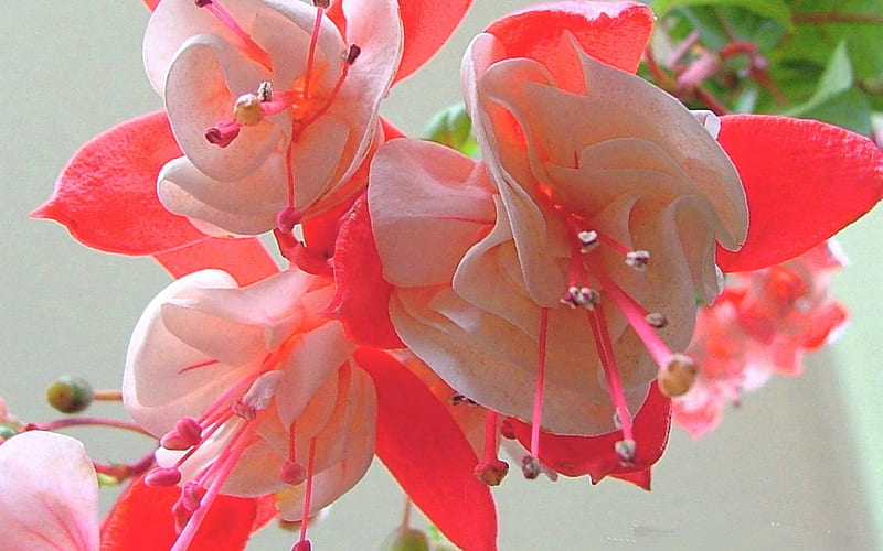 Fushia, flower, nature, pink, light, HD wallpaper