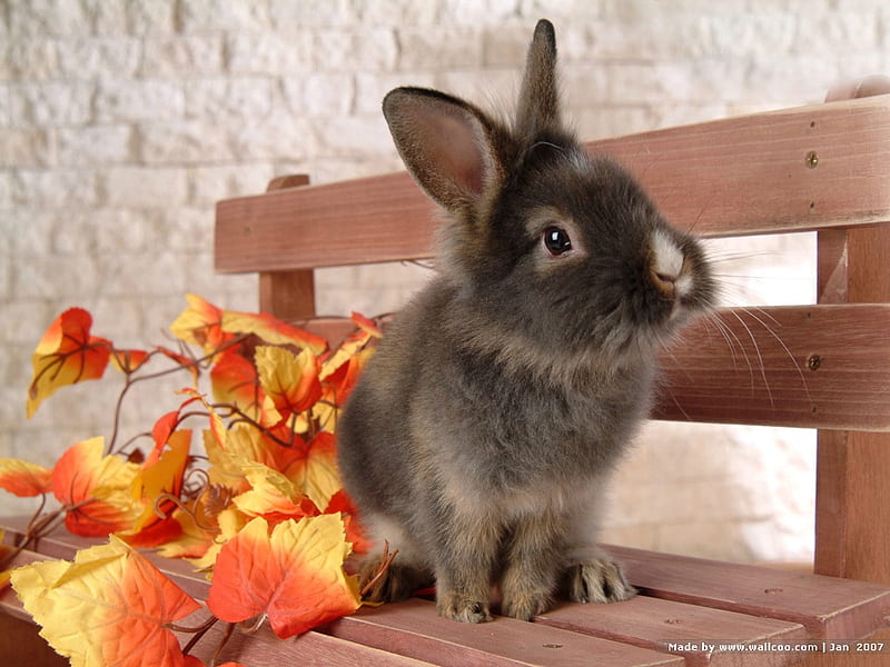 Sitting pretty, autumn leaves, rabbit, bunny, bench seat, HD wallpaper