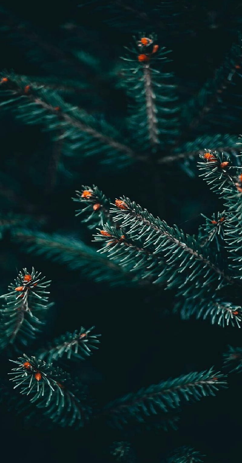 winter pine tree, evergreen, HD phone wallpaper
