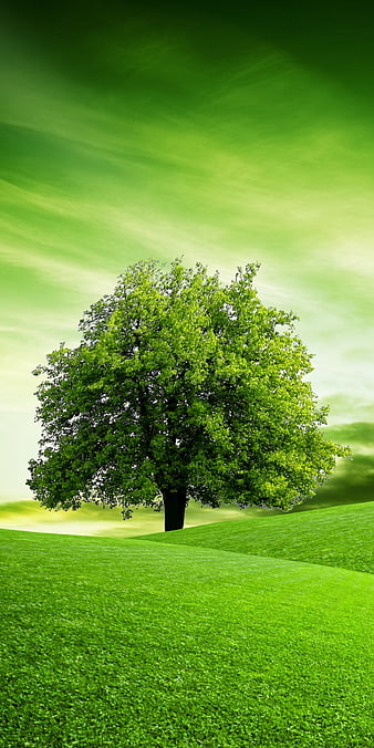 Tree, field, grass, green, landscape, nature, single, HD phone wallpaper |  Peakpx