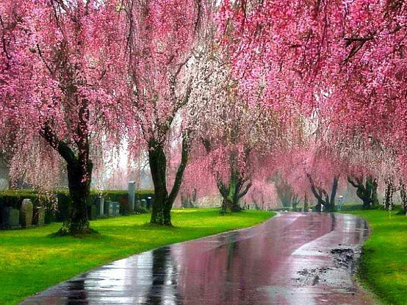Rainy day, flowers, rain, trees, pink, HD wallpaper