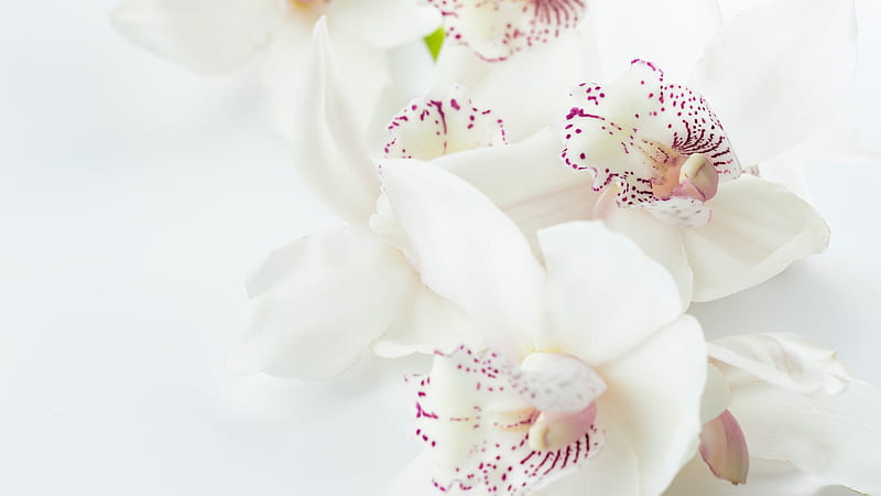 White And Purple Orchid Flowers Floral, HD wallpaper