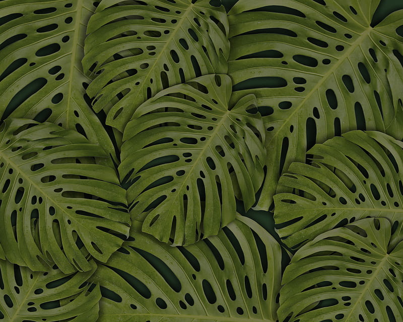 Full Frame graphy of Leaves, HD wallpaper