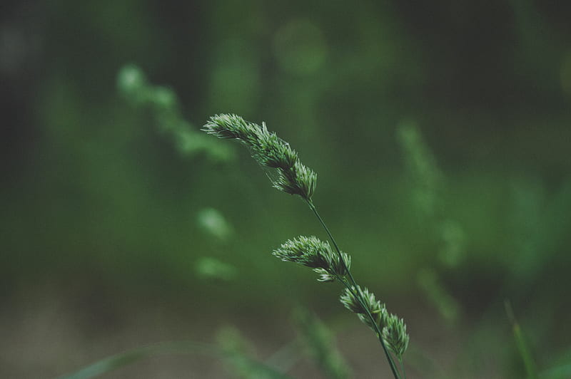 spikelet, stem, grass, plant, green, HD wallpaper