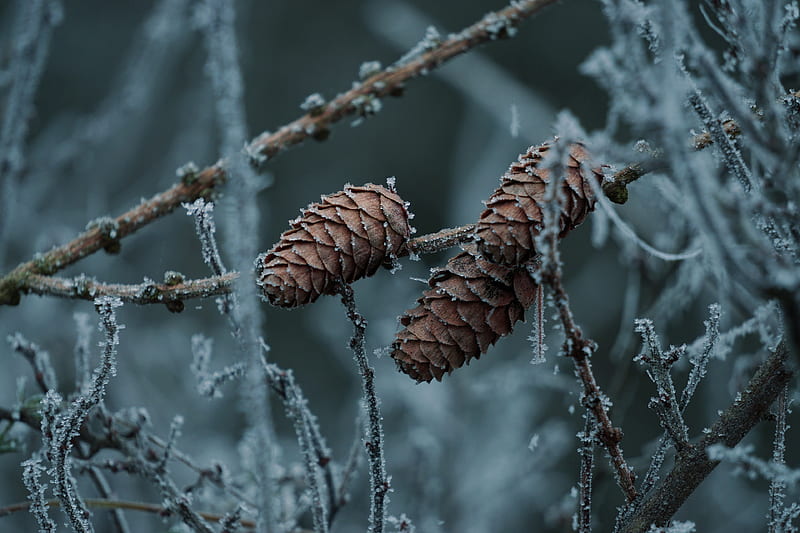 Earth, Branch, Frost, Pine Cone, Winter, HD wallpaper