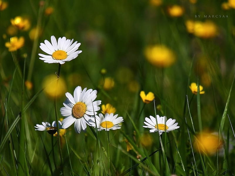DAISY DAYS, daisies, grass, flowers, yellow, white, HD wallpaper
