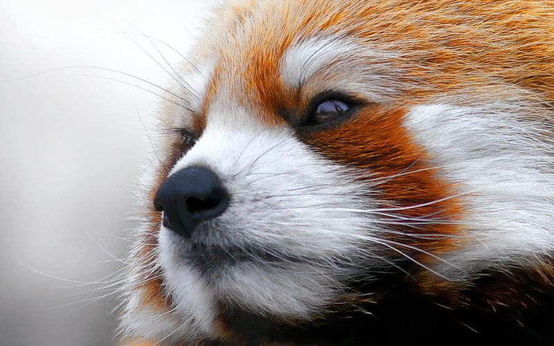 Red panda-animal, HD wallpaper
