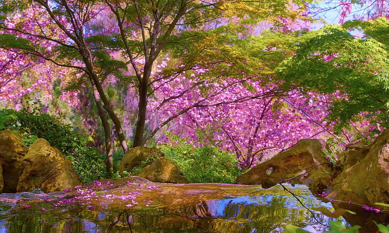 Japanese Garden, bloom, japanese, bonito, trees, shrubs, pond, blossom, water, flowers, garden, reflection, HD wallpaper
