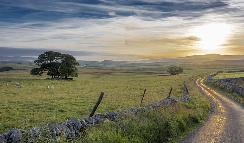English countryside, Trees, Grass, Field, Sunlight, Sheep, Wall, Road, HD wallpaper
