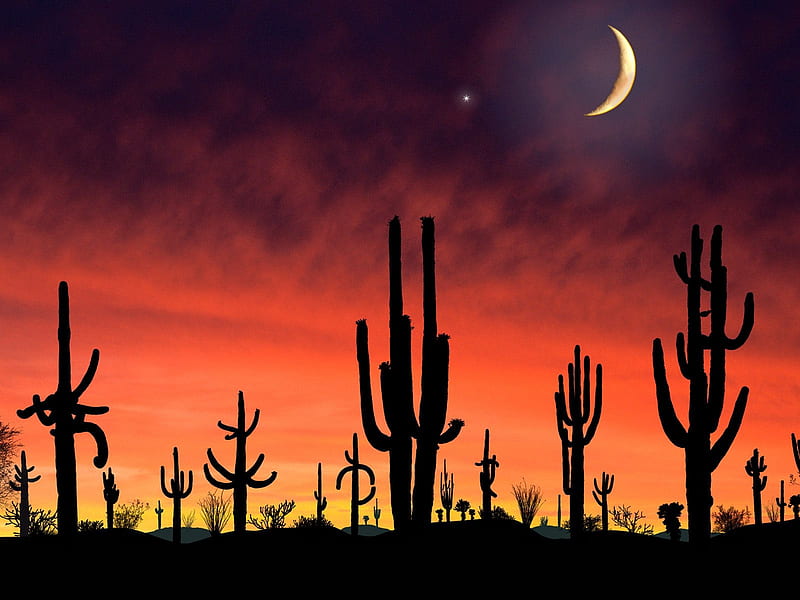 Cacti on a red hot night, desert, bonito, sky, clouds, catus, moon, red sky, star, cacti, night, HD wallpaper