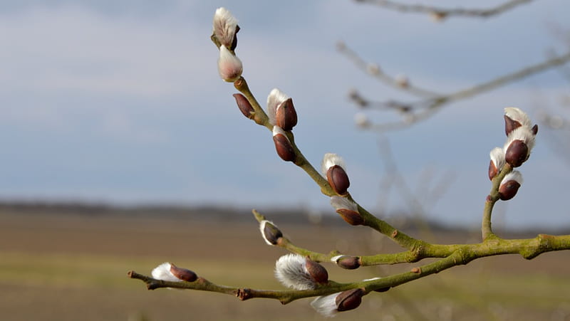 First Signs of Spring, tree, willow, catkin, landscape, HD wallpaper