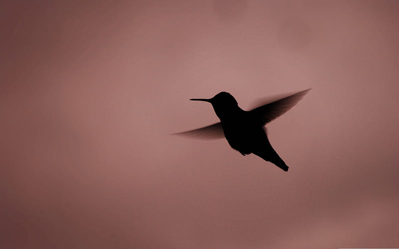 hummingbird silhouette-birds, HD wallpaper