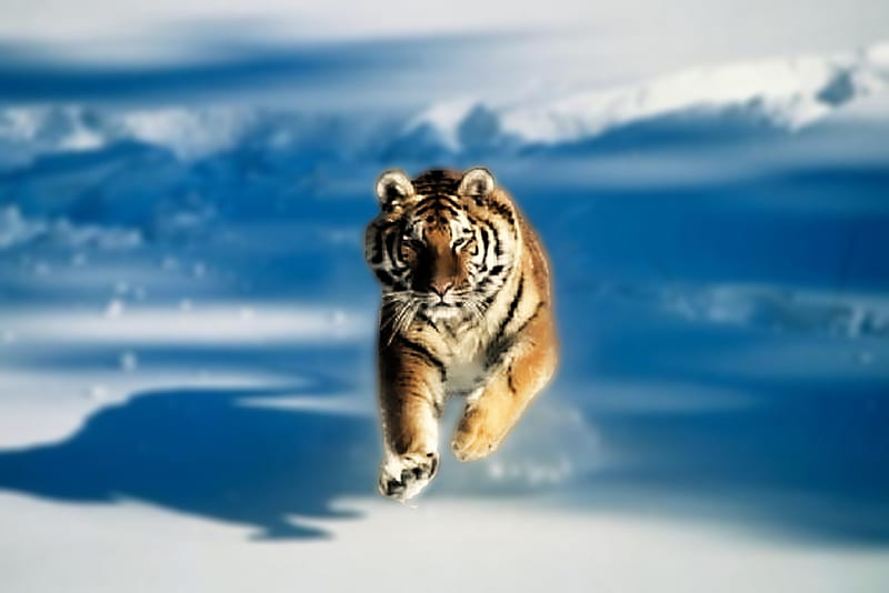 3D Tiger, herbivores, 3d, tiger, animals, HD wallpaper | Peakpx