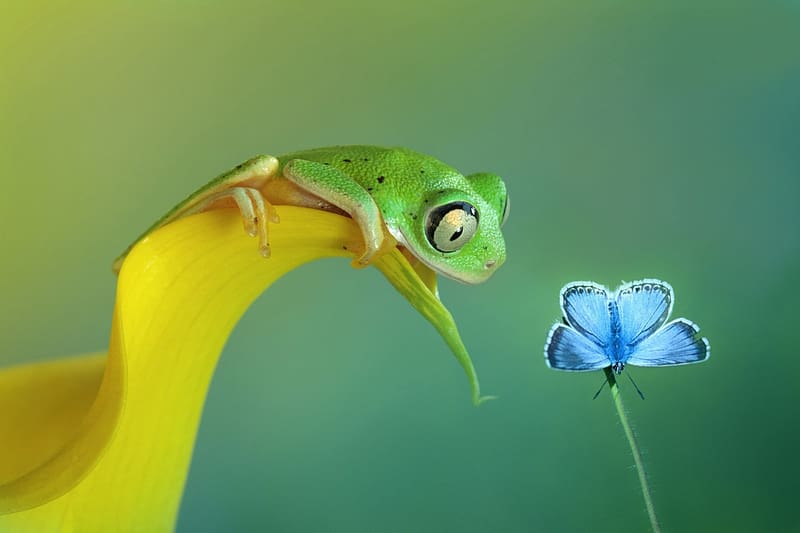 Butterfly and frog, Butterfly, herpetology, animals, freshwater animals, amphibian, insects, frog, entomology, zoology, HD wallpaper