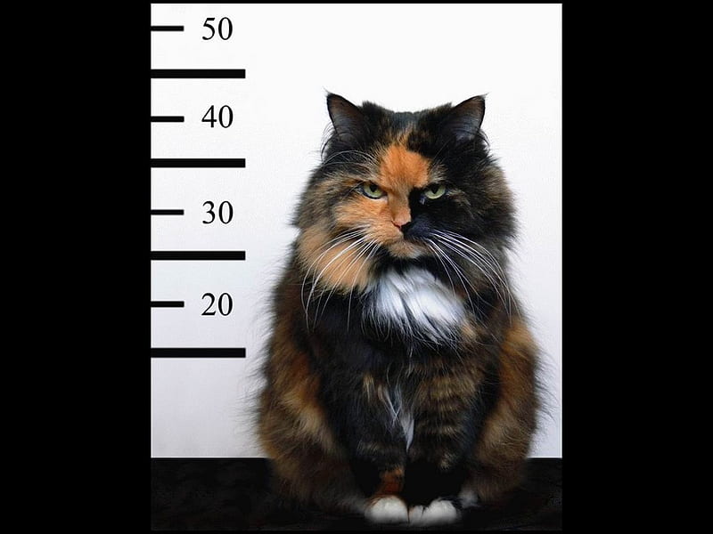 Controlling weight and height, feline, ruler, love, cat, kitten, tender, HD wallpaper