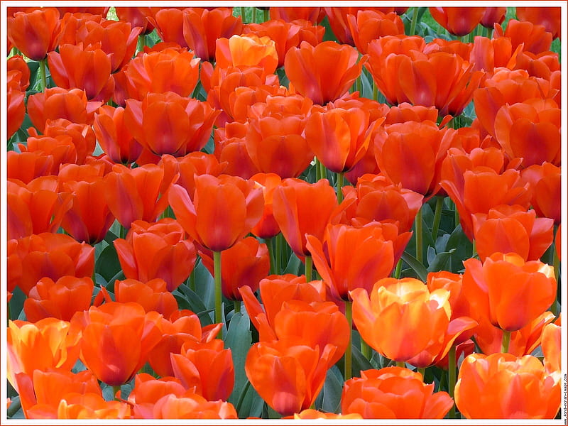 Tangerine tulips, orange, growing, garden, tulips, bunches, HD wallpaper