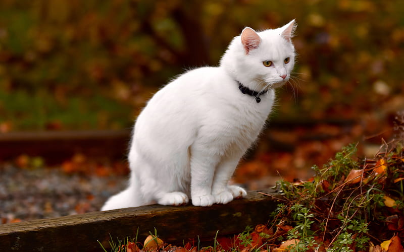 white cat, autumn, yellow leaves, white fluffy cat, pets, park, cats, HD wallpaper