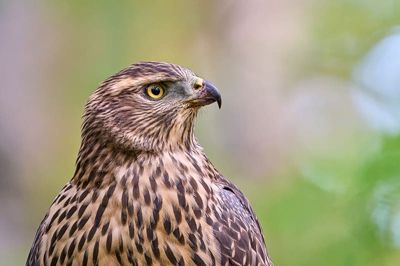 Hawk, bird, animal, ornithology, macro, HD wallpaper