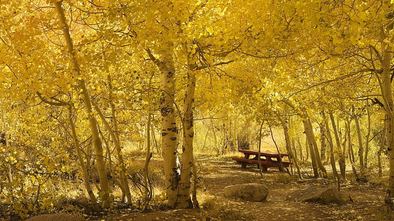 Beautiful Autumn in the Park ***, lawka, park, jesien, drzewa, HD wallpaper  | Peakpx